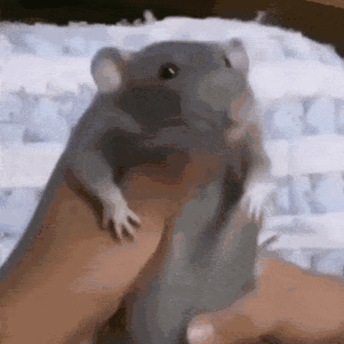 Vermintide Skaven GIF