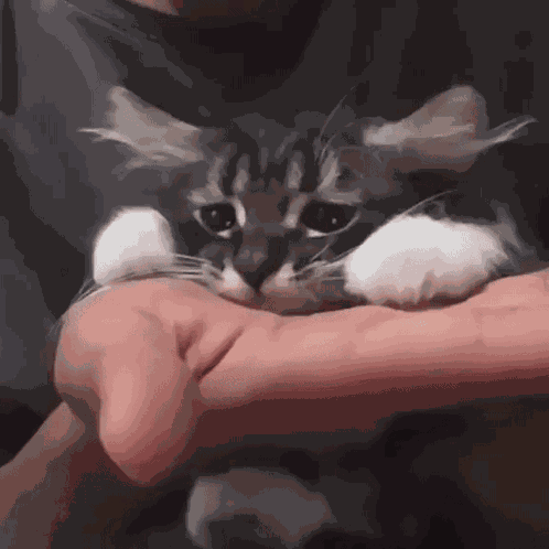 Very Sad Cat Cat Crying GIF