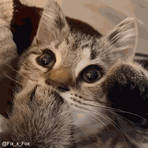 Vikasskorbinka GIF
