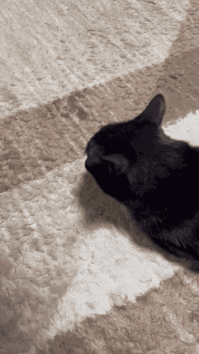 Violinarurulove Black Cat GIF