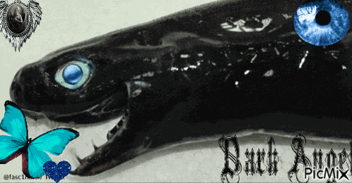 Viper Viper Dogfish GIF
