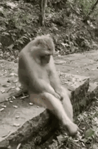 Viyeongg Bored Monkey GIF