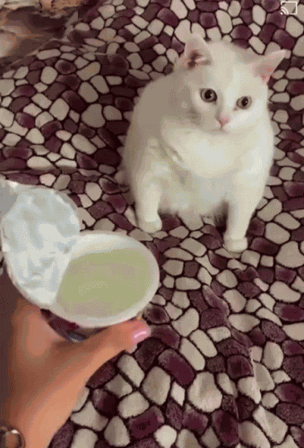 Vomiting Cat GIF