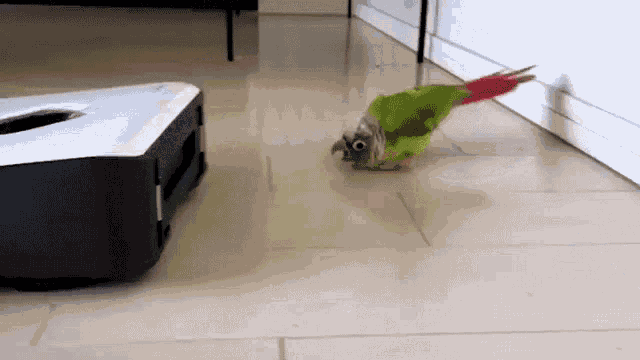Waddle The Pet Collective GIF