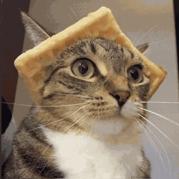 Waffle Cat Meme