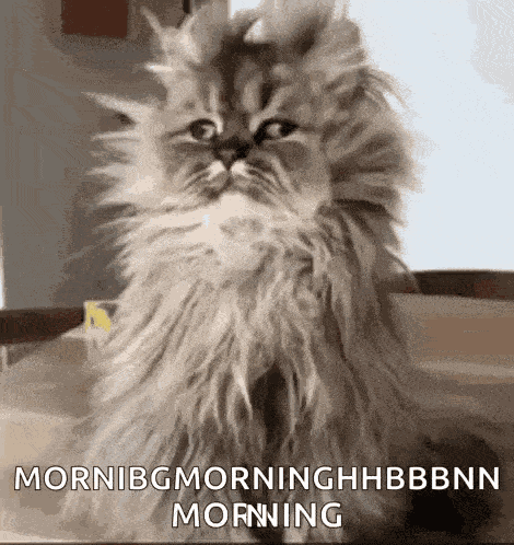 Wake Up Morning GIF
