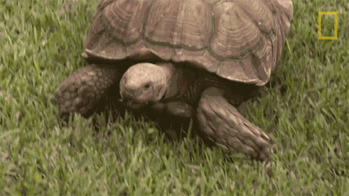 Walking Testing The Tortoise Tracker GIF