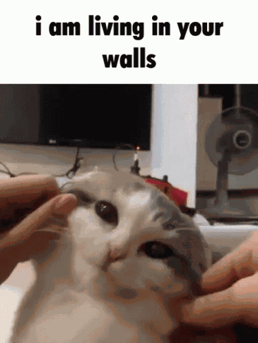 Walls I Am Living In Your Walls GIF