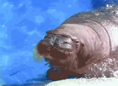 Walrus Walrus Water GIF