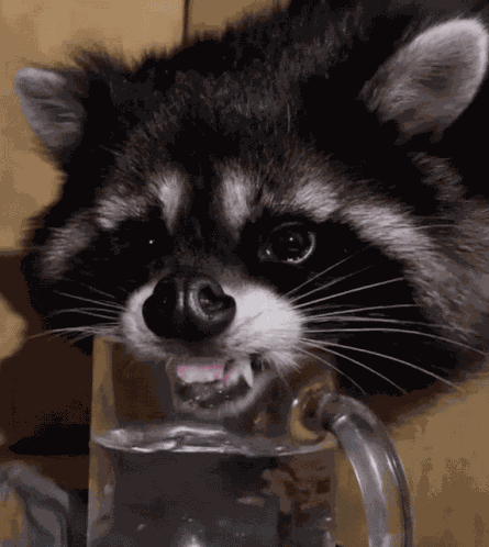 Waschbär Raccoon GIF