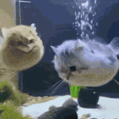 Water Cat GIF