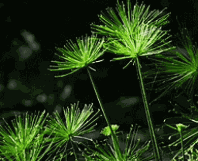 Water Plant Tall Grass GIF