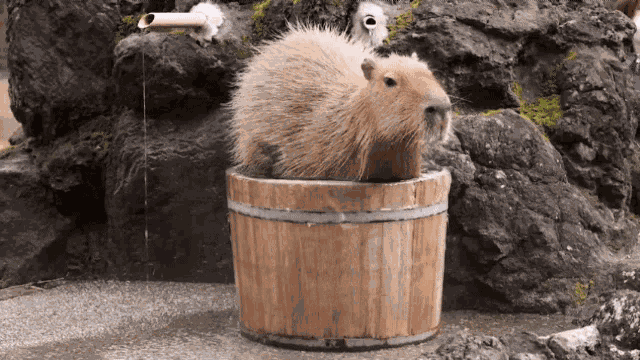 Water Sit GIF
