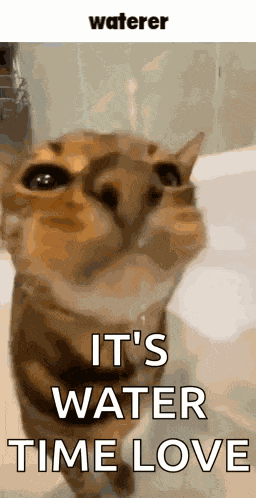 Waterer Cat GIF