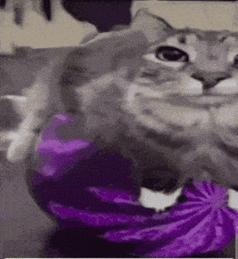 Watermelon Cat Dingoller GIF