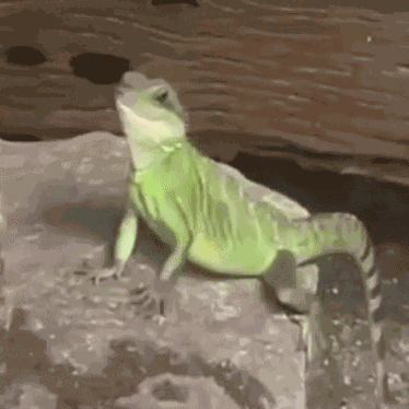 Waving Lizard GIF