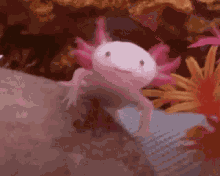 We Been Happy Smiling Axolot GIF