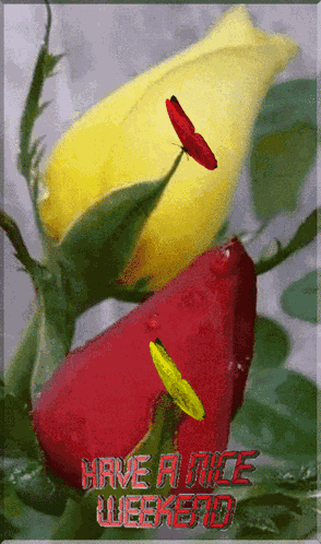 Weekend GIF