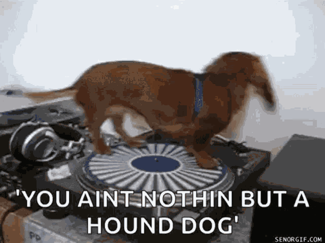 Weenie Weenie Dog GIF