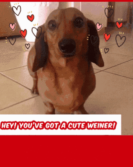 Weiner Dog GIF