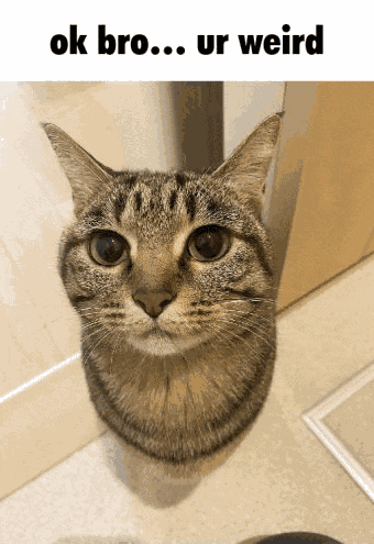 Weird Cat Meme