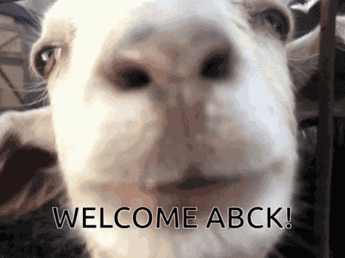 Welcome Abck GIF
