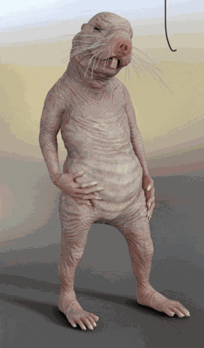 Wenegade Waider Meme