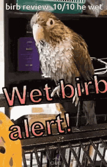 Wet Birb GIF