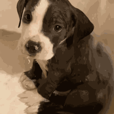 Wet Puppy Bathing Puppy GIF