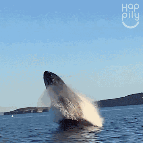 Whale Sighting Happily GIF