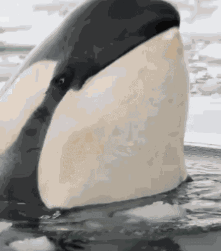 Whalethan Whale GIF
