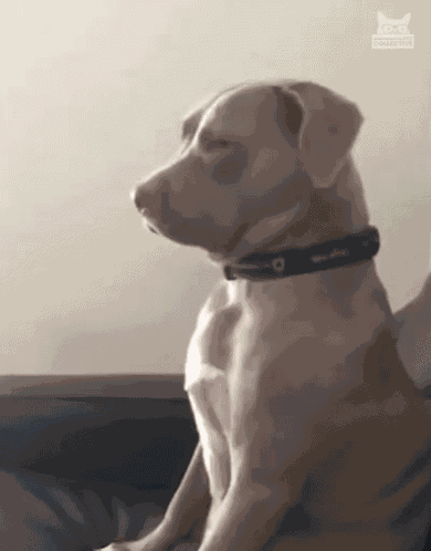 What Are You Looking At What Do You Want GIF