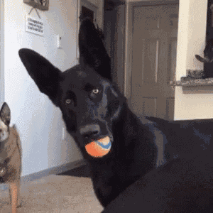 What Huh GIF