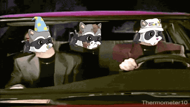 What Is Raccoons Love Raccoon GIF