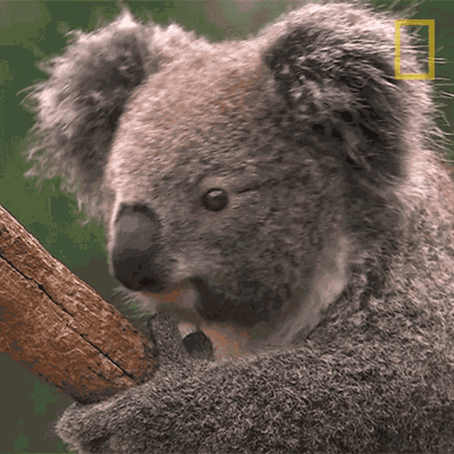 What Koalas101 GIF