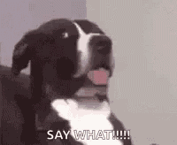 What Say What GIF