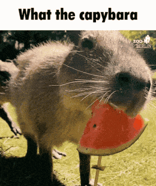 What The Capybara Capybaras GIF