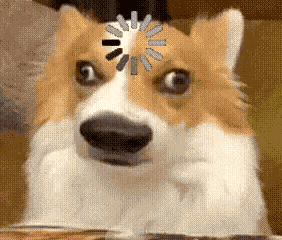 What The Dog Dog Loading GIF