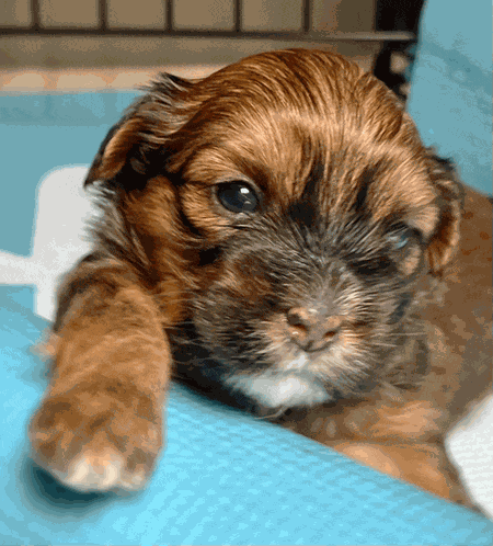 What You Talkin Bout Willis What The Meme