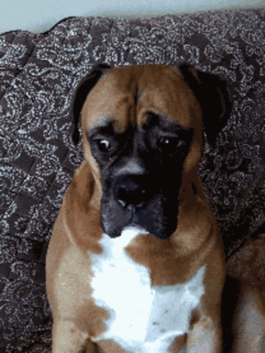Whatever Whatever You Say GIF