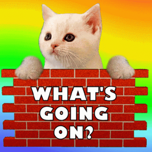 Whats Going On What Is Going On GIF