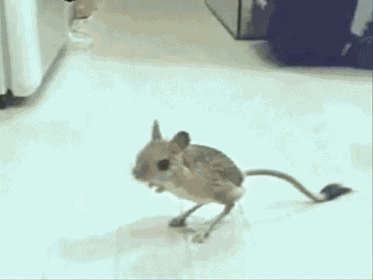 What'S That?! GIF