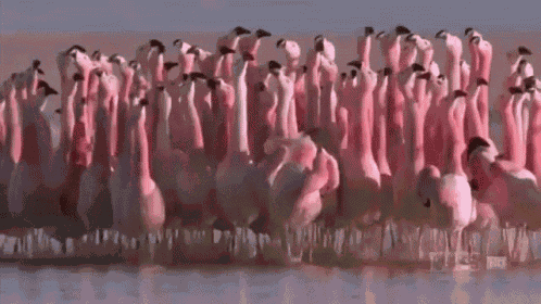 Where Flamingo GIF