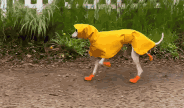 Whippet Whipet GIF