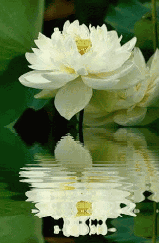 White Lotus Flower Water GIF