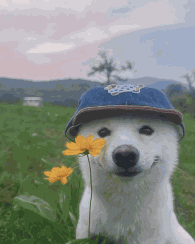 White Shiba Eating A Flower GIF