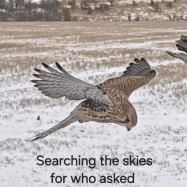 Who Asked American Kestrel GIF