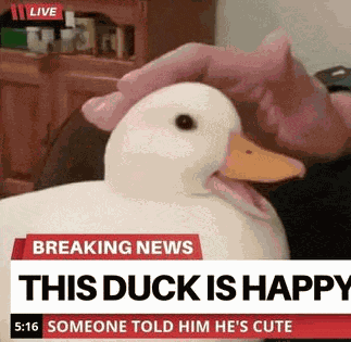 Wholesome Duck Meme