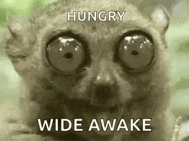 Wideawake Wideeyes GIF