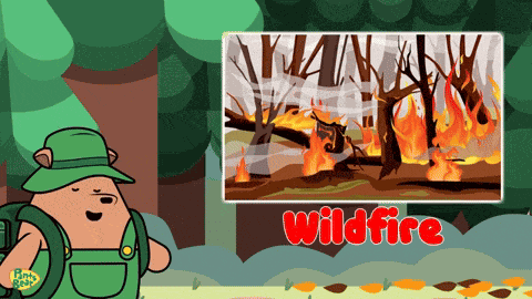Wild Fire Forest Fire GIF